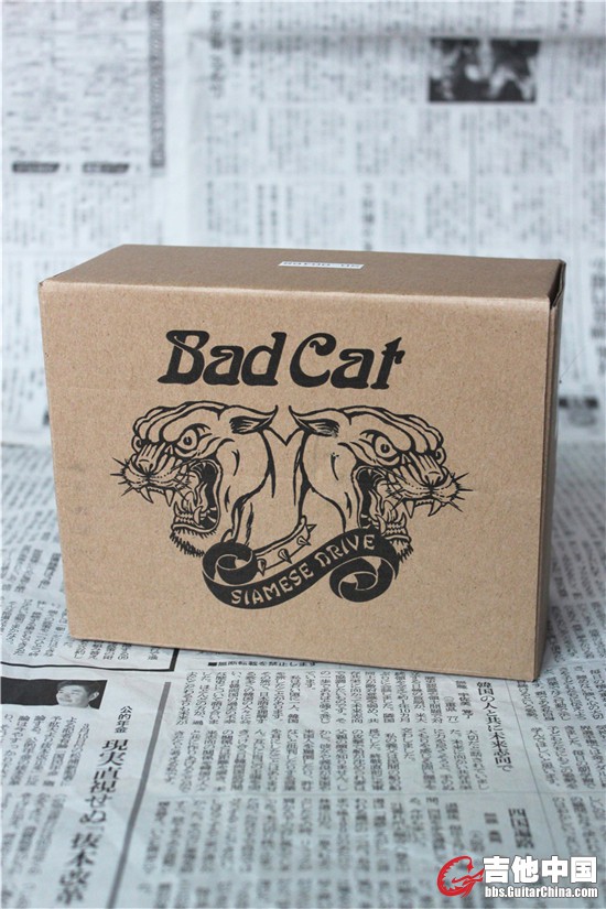 BAD CAT.JPG