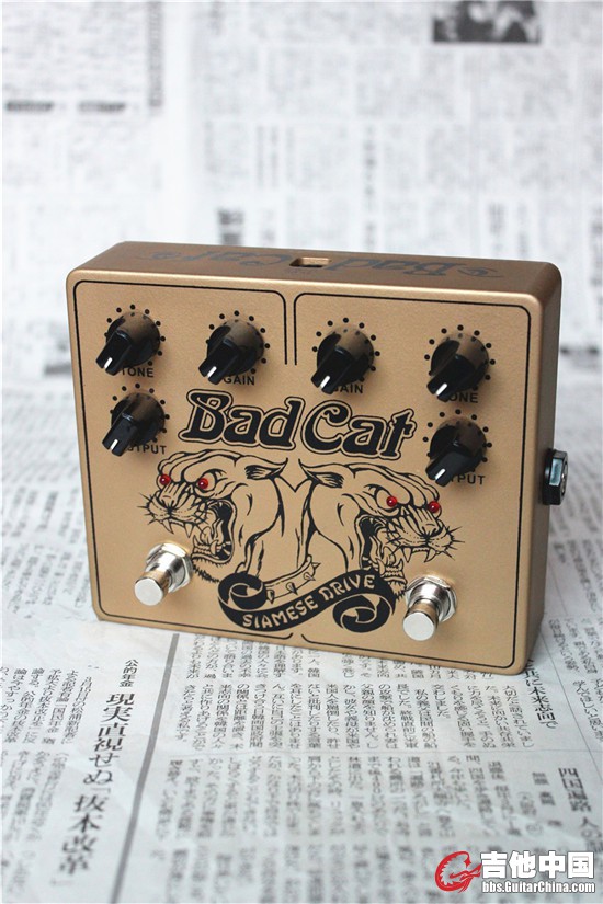 BAD CAT (1).JPG