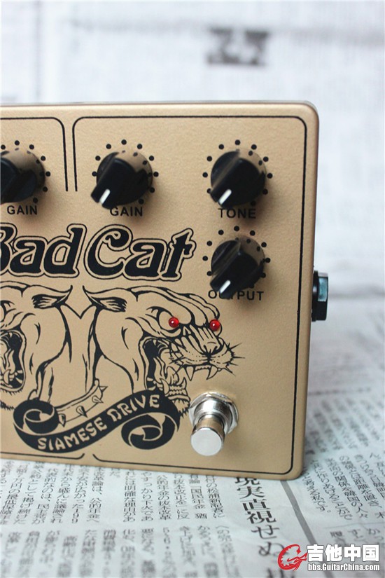 BAD CAT (5).JPG