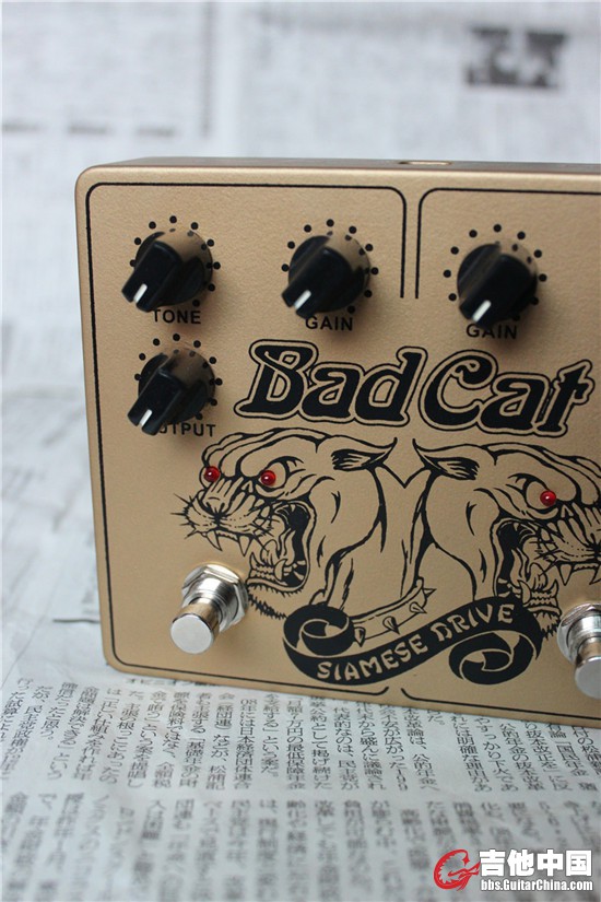 BAD CAT (4).JPG