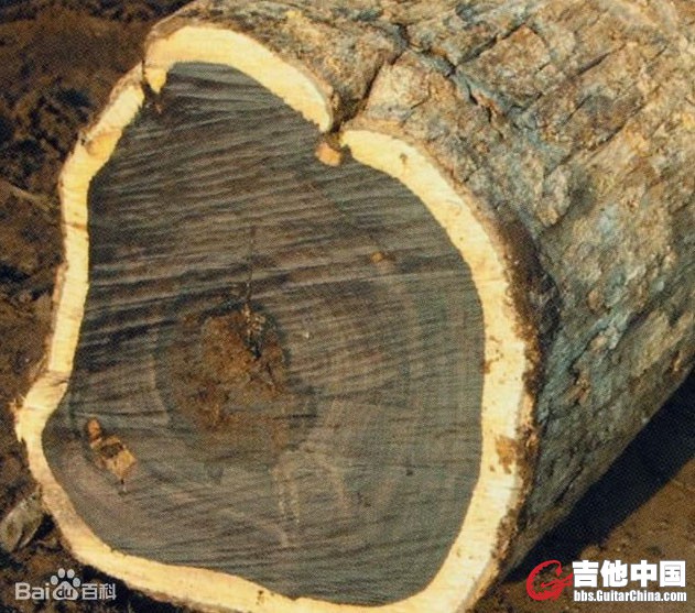 东非黑黄檀