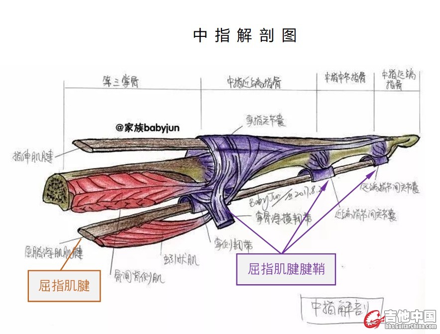 图1  中指解剖图