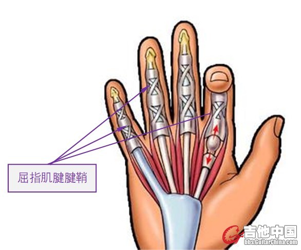 图2  手掌上的腱鞘