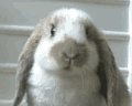 newyq-1fe9e000d-6a928.gif