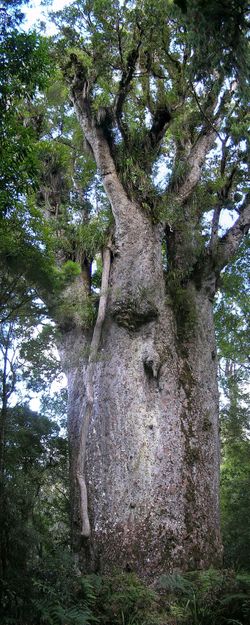 250px-Kauri_Te_Matua_Ngahere.jpg
