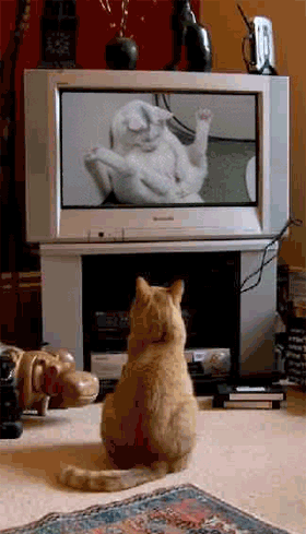 bdbc84177c602346f2de323e.gif