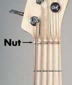 Bass_Nut.jpg