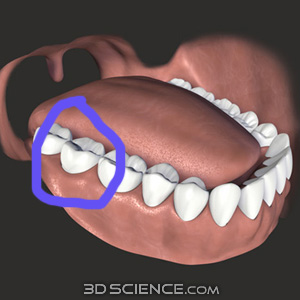 3d_model_anat_teeth_web1.jpg