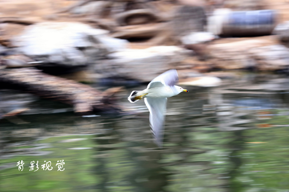 海鸥冲刺