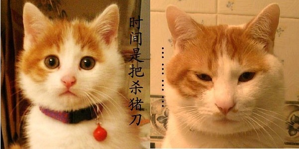 时间是把杀猪刀-0.jpg