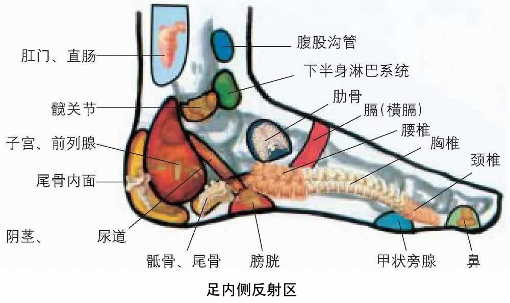 反射图－足－足内侧.jpg