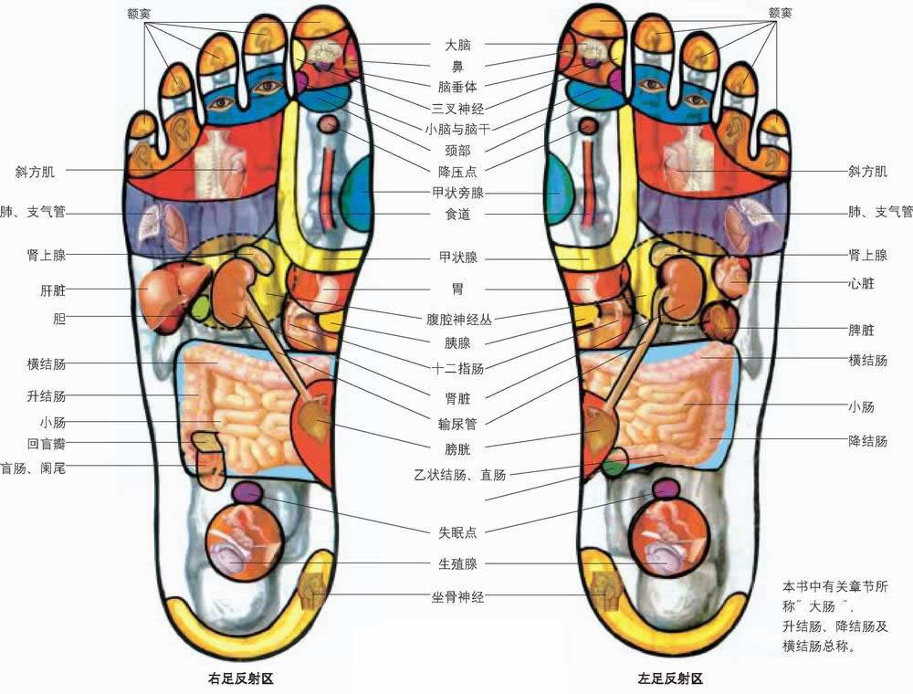 反射图－足－双足全息图－01.jpg