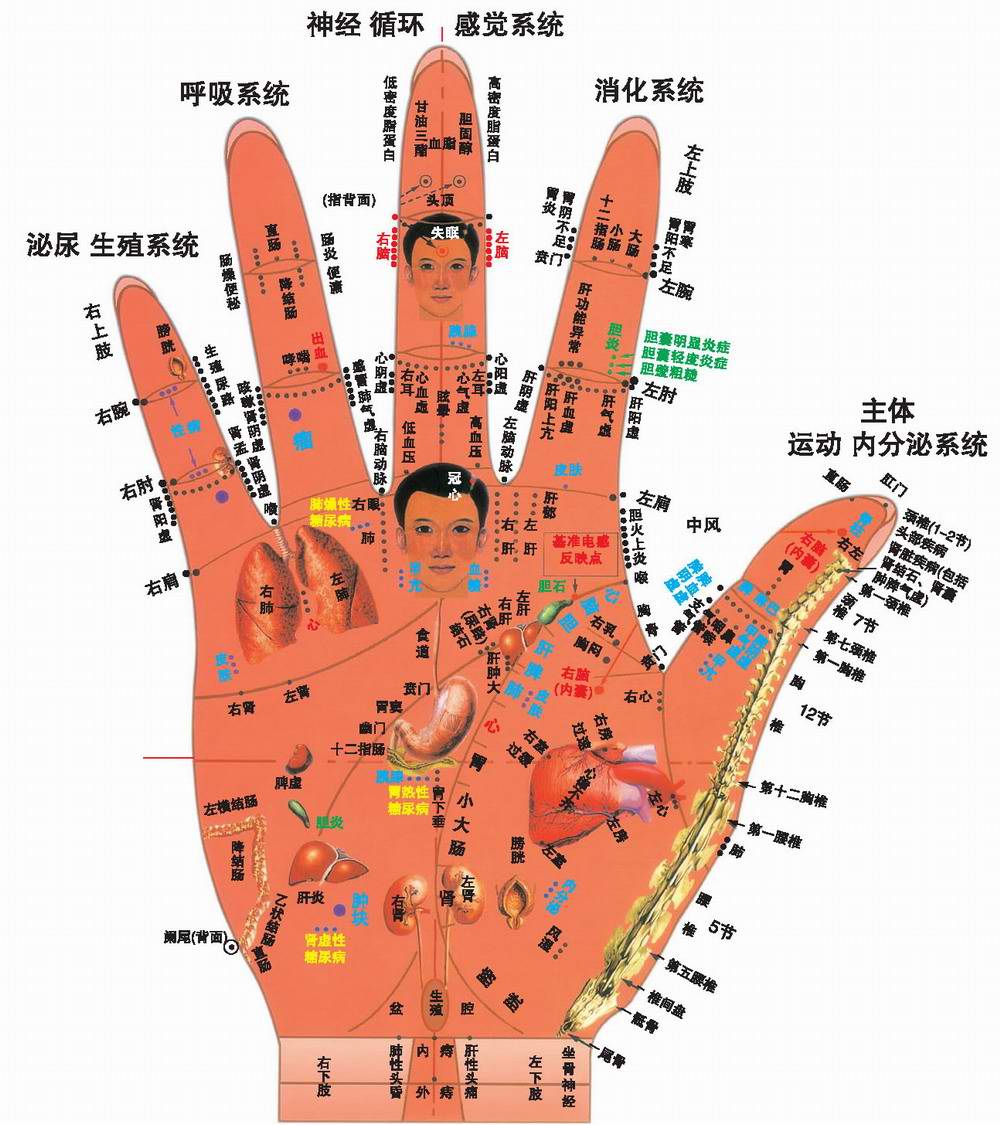 反射图－手－全身对应关系－01.jpg