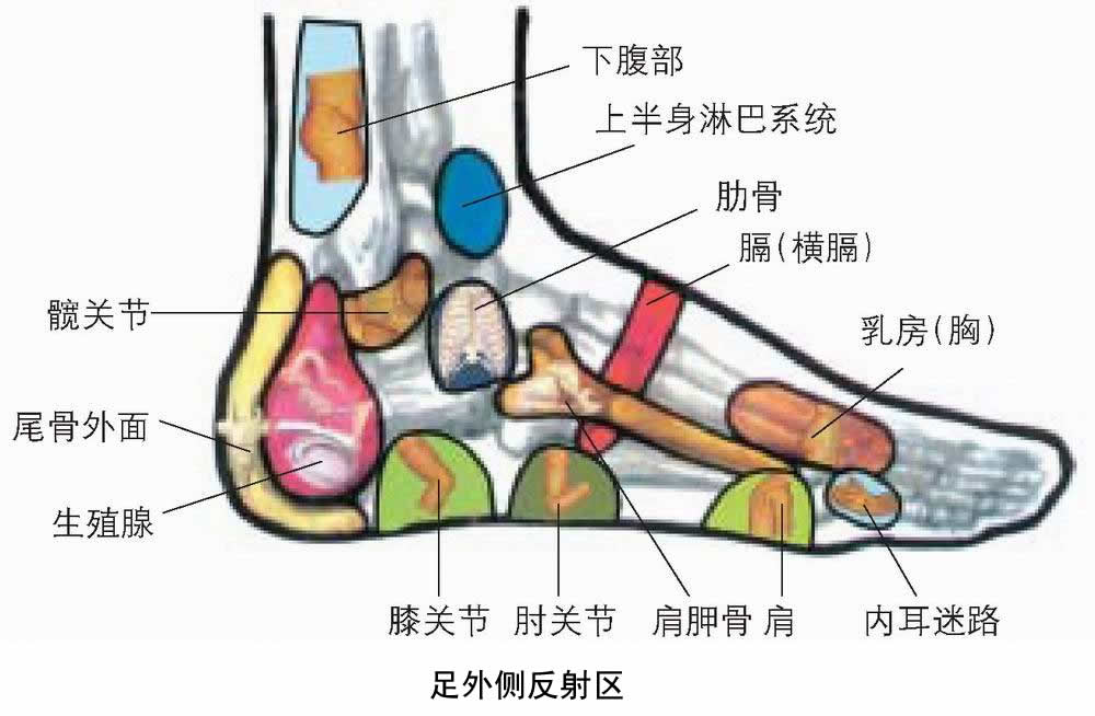 反射图－足－足外侧反射区.jpg