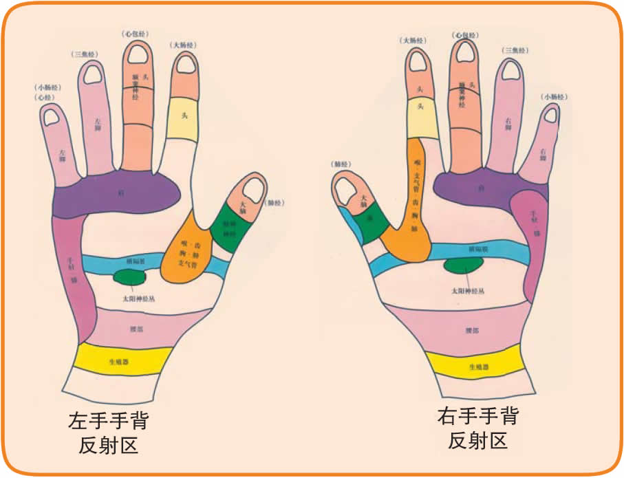 反射图－手－双手手背反射区图.jpg