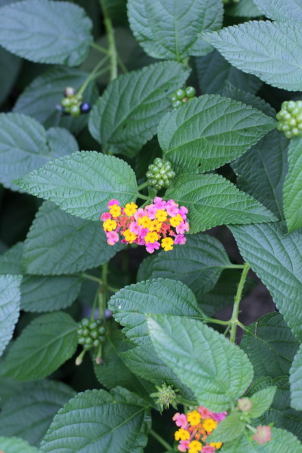 IMG_1158_调整大小_调整大小_调整大小.JPG