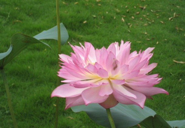 荷花10.jpg