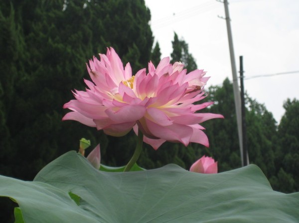 荷花7.jpg