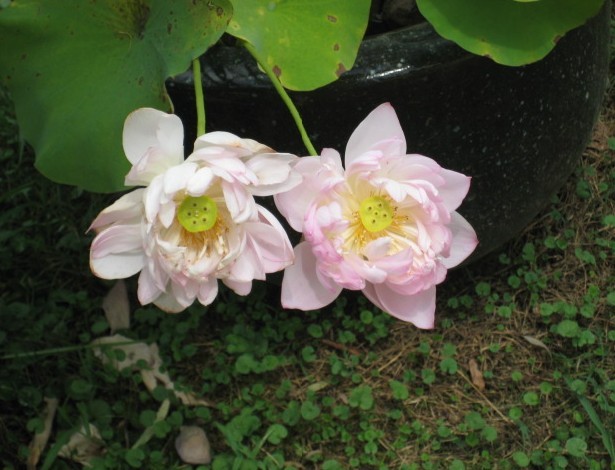 荷花12.jpg
