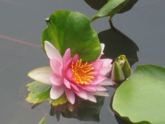 粉3.jpg