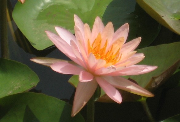 粉4.jpg
