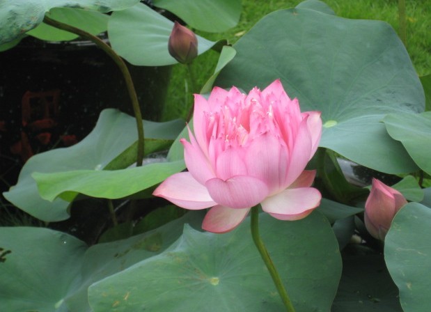荷花9.jpg