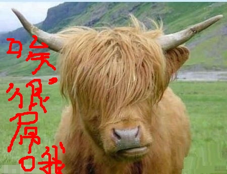 周董牛.jpg