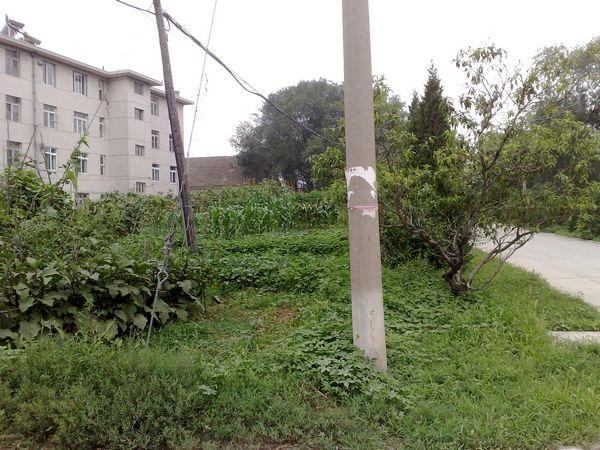 20100804729.jpg