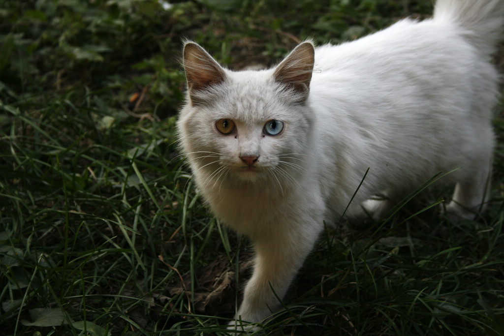 猫2.jpg