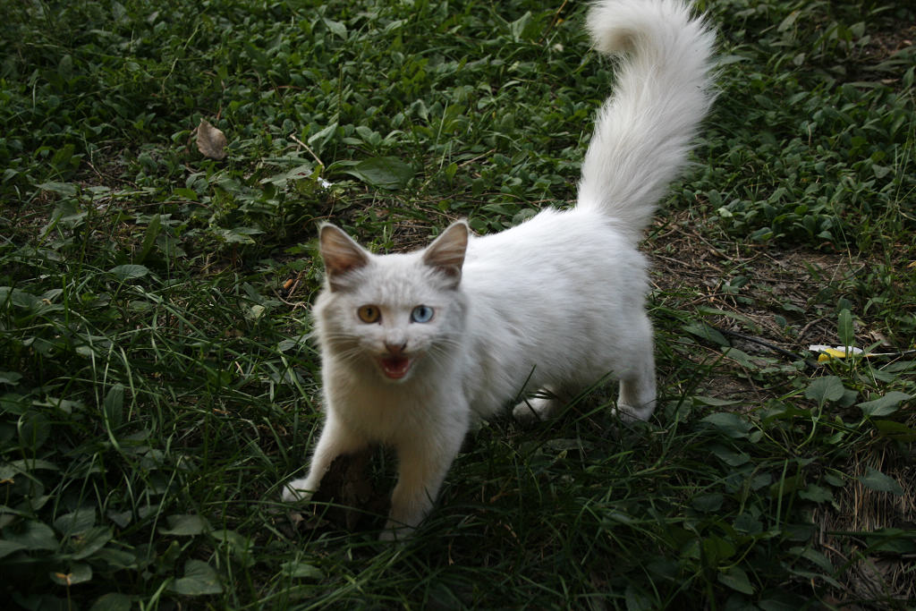 猫4.jpg