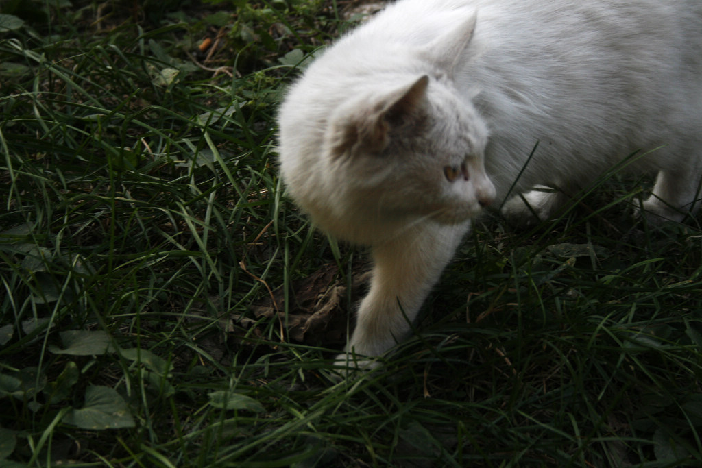 猫1.jpg