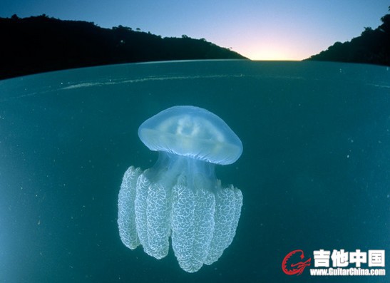 水母.jpg