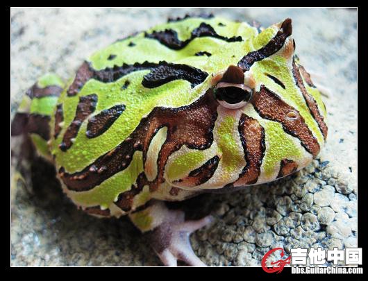 绿豆饼.JPG