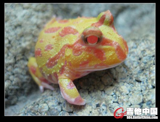 菠萝大宝.JPG