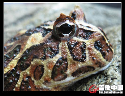 巧克力.JPG