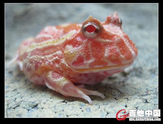 菠萝二宝.JPG
