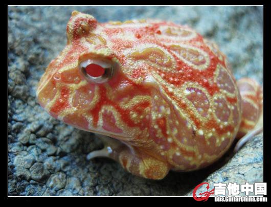 菠萝三宝.JPG