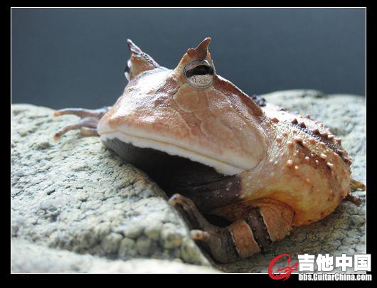 大豆丁.JPG