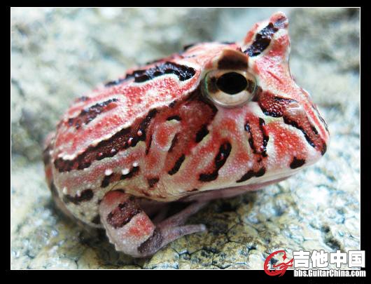 红豆饼.JPG