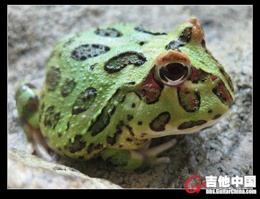 寻觅角.JPG