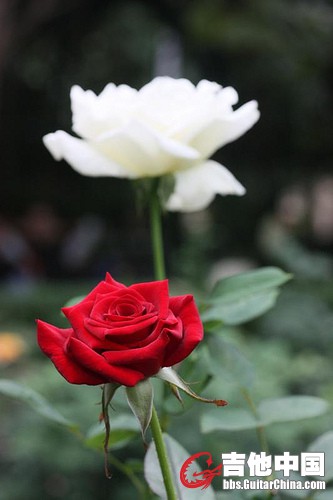4127983156_c69ae2a122.jpg