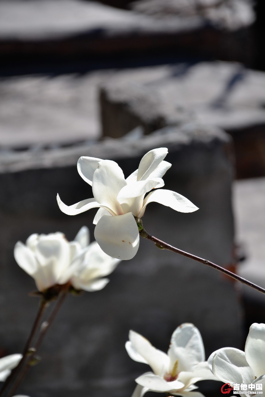 DSC_0999.jpg