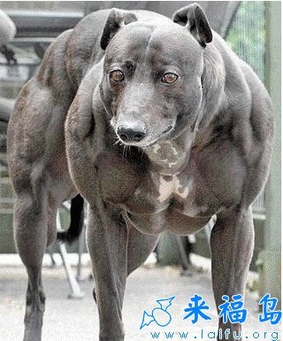 金刚狗.jpg