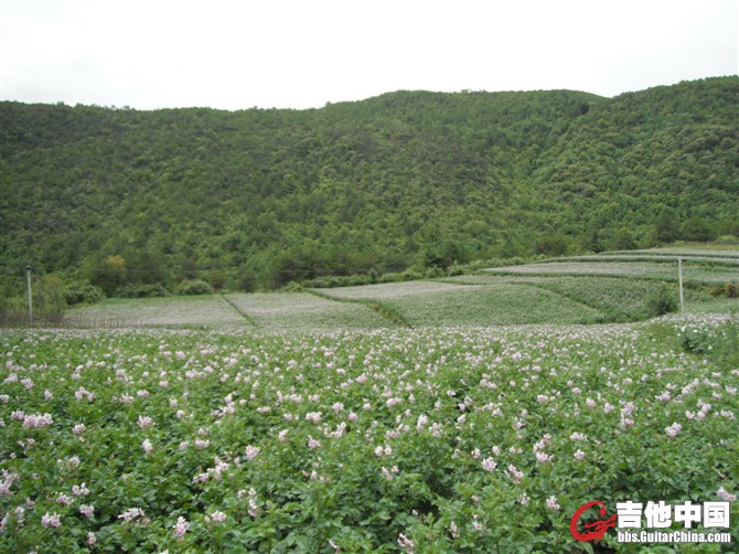 大家知道这是什么花不？