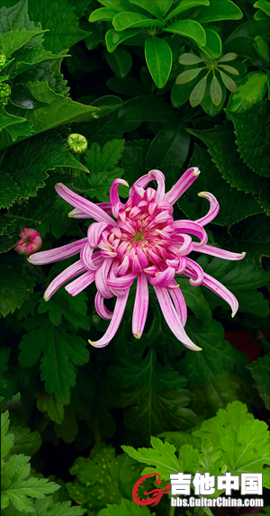 菊花合并-1.png