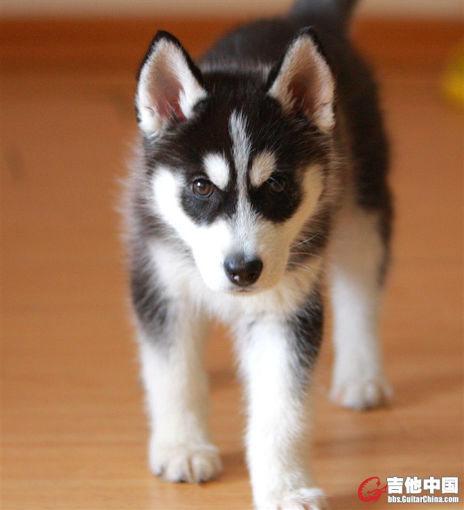 雪儿