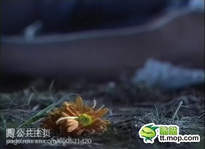 p_large_4K8k_111a00004da91261.jpg