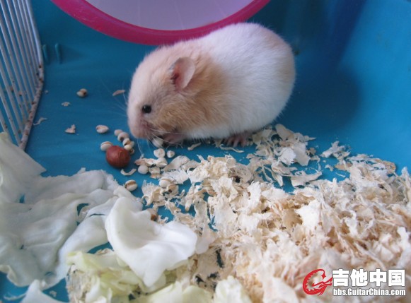小白