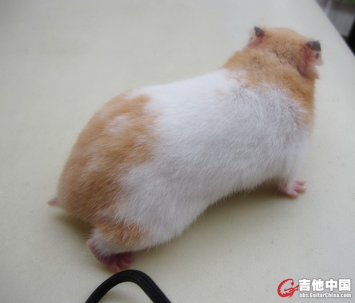 小白