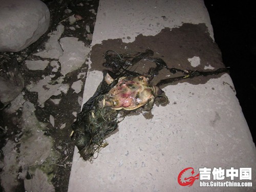 它已经死很久了！身体已经腐烂了！